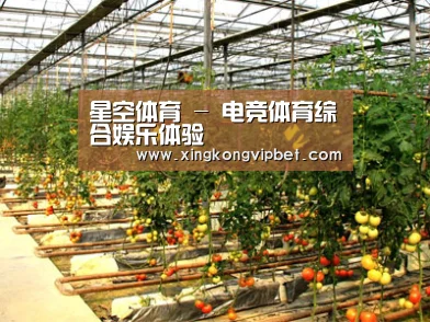 种植基地二(图1)